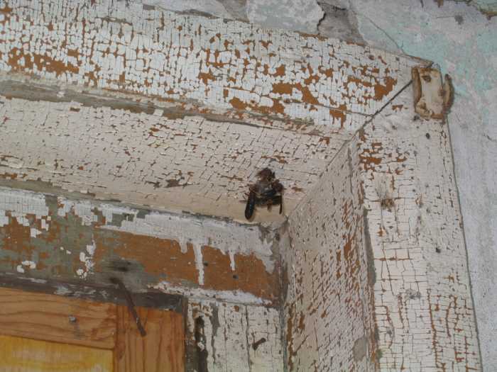 25Jul2005AugustineInn114.jpg11 Aug 2005 - Augustine Inn